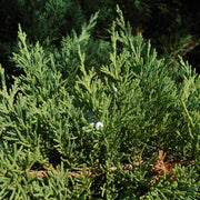 Juniper, Parsonii #2